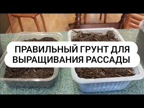 Лучший плодородный грунт для рассады