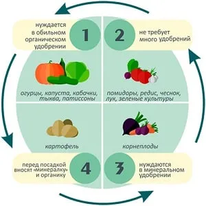 После чего можно и нельзя сажать капусту на следующий год