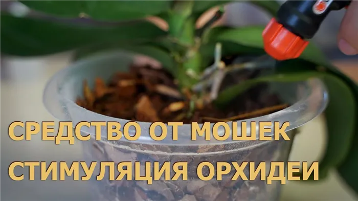 Липкая лента от мошек на орхидеях