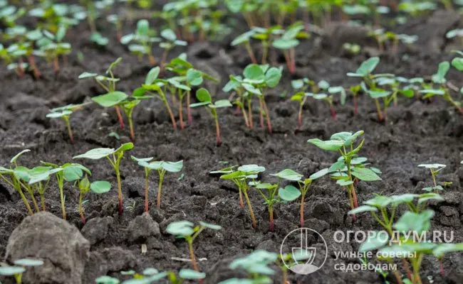 Важно не допускать образования почвенной корки, иначе всходы, которые выносят семядоли на поверхность, не смогут пробиться и погибнут