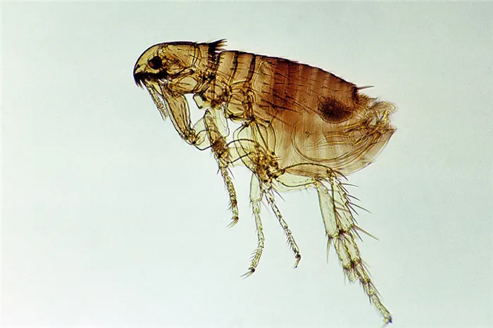Как выглядит блоха под микроскопом