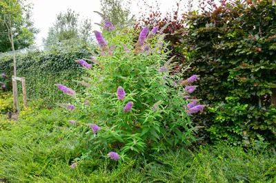 Буддлея Давида (Buddleja davidii)