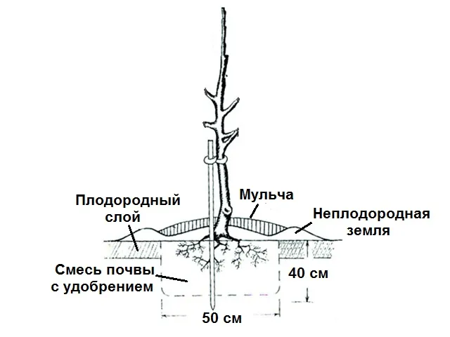 Схема посадки колоновидной яблони