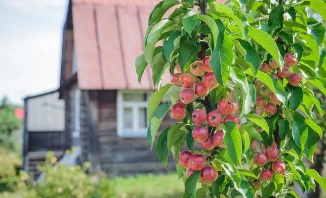 Деревья с красными и зелеными яблоками в саду