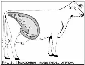 Завершение родов