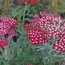 Тысячелистник обыкновенный (Achillea millefolium), сорт Паприка (