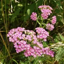 Тысячелистник обыкновенный (Achillea millefolium), сорт Пинк Леди (