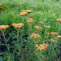 Тысячелистник обыкновенный (Achillea millefolium), сорт Триколор (