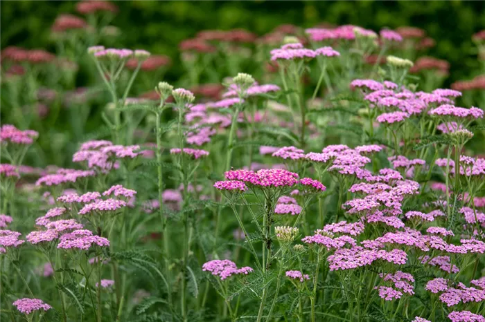 Тысячелистник 'Cerise Queen' 