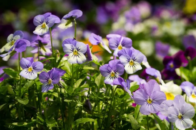 Анютины глазки (Viola tricolor)