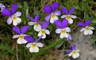 Анютины глазки, или фиалка трёхцветная (Viola tricolor)