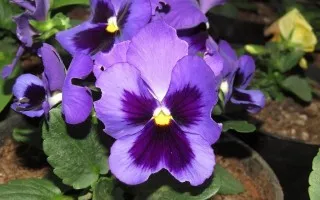 Фиалка Виттрока, или садовые анютины глазки (Viola × wittrokiana)