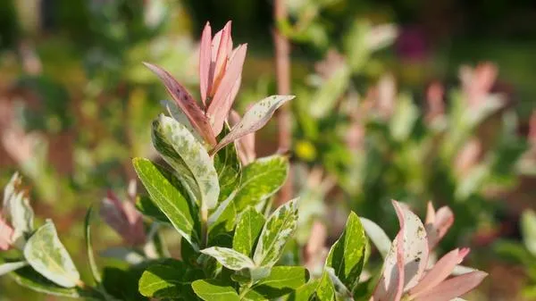 Ива цельнолистная (Salix integra) Hakuro Nishiki