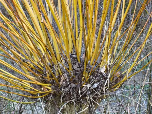 Ива лозная, она же корзиночная или прутовидная (Salix viminalis)