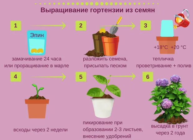 Последовательность выращивания гортензии из семян