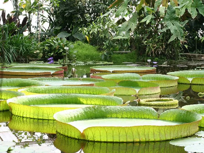 Victoria_amazonica