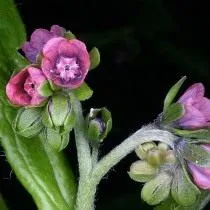 Чернокорень германский (Cynoglossum germanicum)