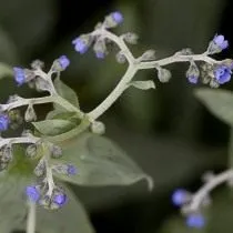 Чернокорень имеретинский или Уоллеса (Cynoglossum wallichii var. glochidiatum, синоним Cynoglossum imeretinum)