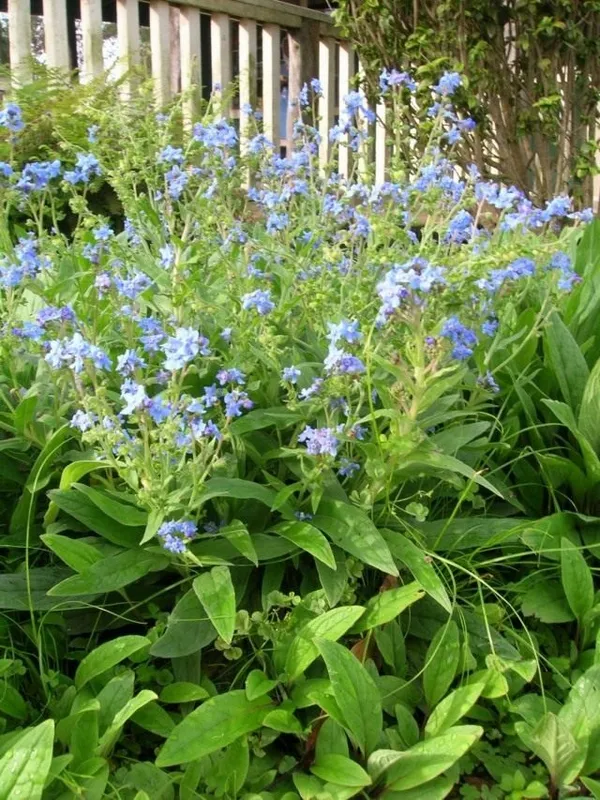 Чернокорень приятный (Cynoglossum amabile)