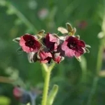 Чернокорень горный (Cynoglossum montanum)