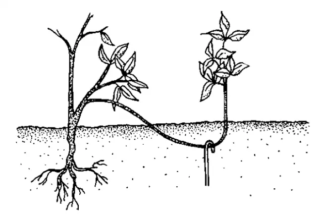 Принцип укоренения побега смородины при размножении отводками
