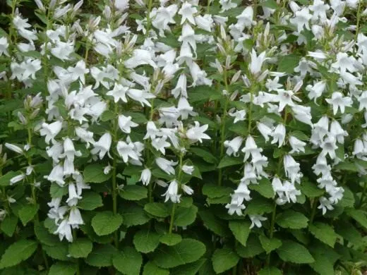 Колокольчик молочноцветковый (Campanula latifolia)