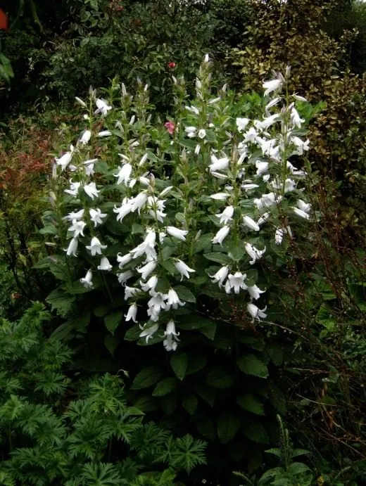 Колокольчик молочноцветковый (Campanula latifolia)