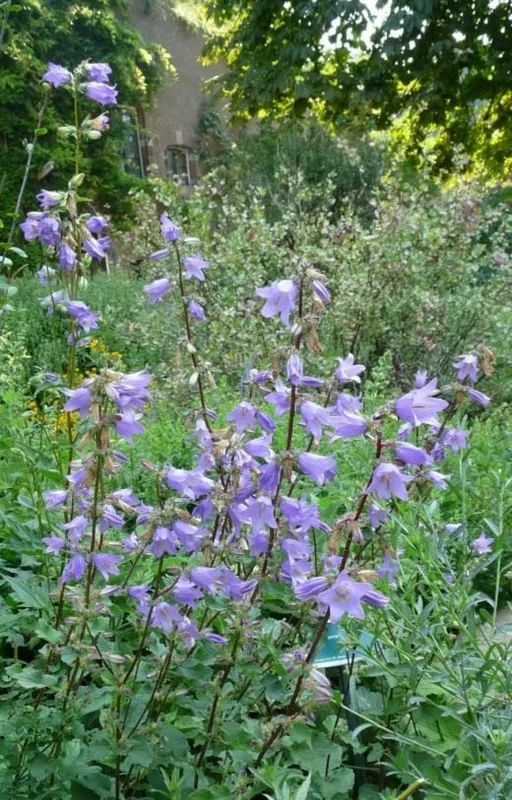 Колокольчик крапиволистный (Campanula trachelium)