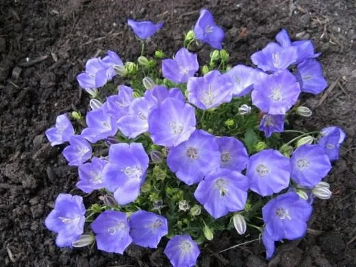 Колокольчик карпатский (Campanula carpatica)