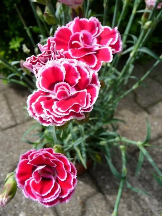 Гвоздика китайская (Dianthus chinensis). Ботаническая иллюстрация