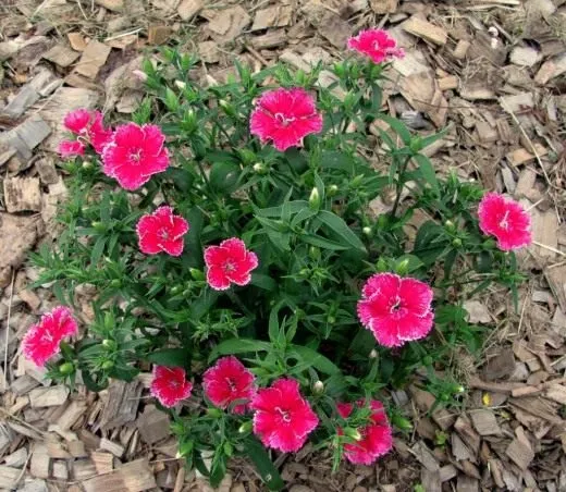 Гвоздика перистая (Dianthus plumarius). Сорт 'Haytor White'