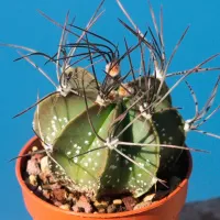 Семена ASTROPHYTUM senile