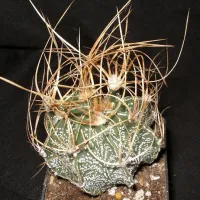 Семена ASTROPHYTUM crassispinoides