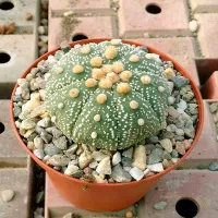 Семена ASTROPHYTUM Asterias