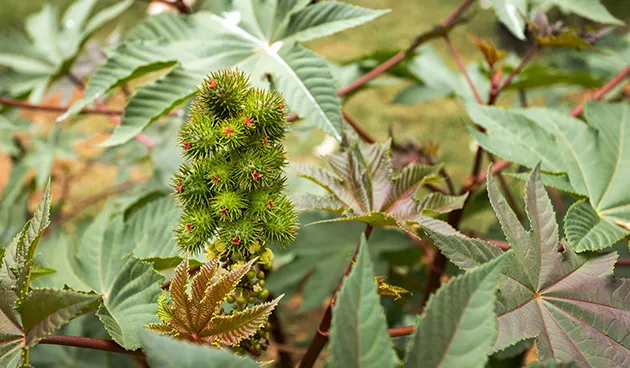 Клещевина обыкновенная (Ricinus communis). Соцветие и плоды