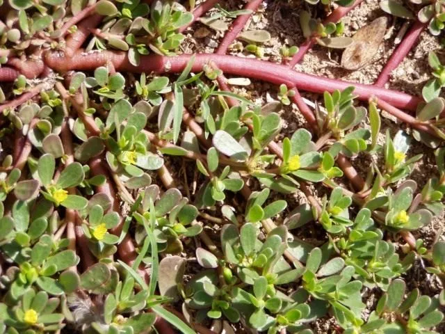 Портулак огородный (Portulaca oleracea)