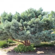 Сосна обыкновенная Ватерери (Pinus sylvestris