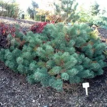 Сосна обыкновенная Альбинс (Pinus sylvestris