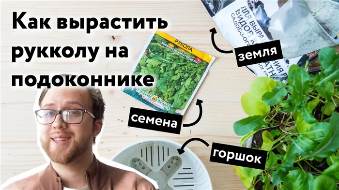 Растим рукколу на подоконнике дома. Простой способ. Из семян в полноценное растение.