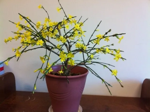 Жасмин Месни (Jasminum mesnyi)