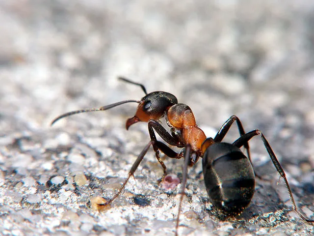 Рыжий лесной муравей (Formica rufa)