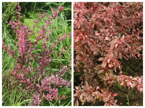 Барбарис Тунберга ‘Pink Queen’ (слева) и ‘Rose Glow’ (справа)