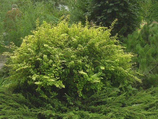 Барбарис Тунберга ‘Aurea’