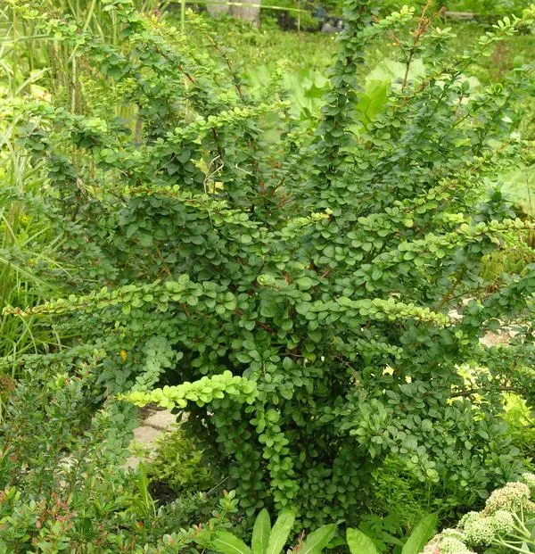 Барбарис Тунберга ‘Green Ornament’