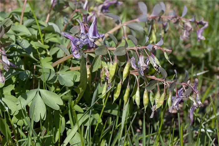 Хохлатка плотная (лат. Corydalis solida)