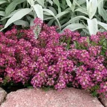 Алиссум морской, или бурачок (Alyssum), сорт Пасхальная шляпа (Easter Bonnet)