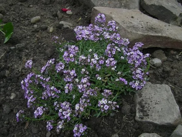 Лобулярия морская на каменистой горке. Фото автора.