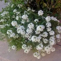 Алиссум морской, или бурачок (Alyssum), сорт Снежинка