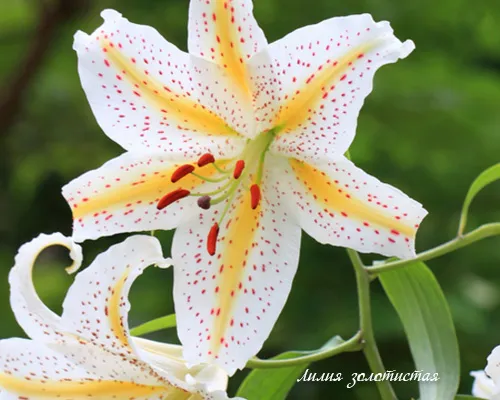 Лилия тигровая Splendens (Lilium tigrinum var splendens)