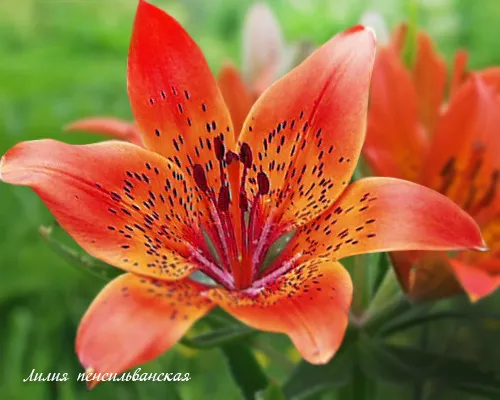 Лилия тигровая 'Red Velvet' (Lilium tigrinum Red Velvet)